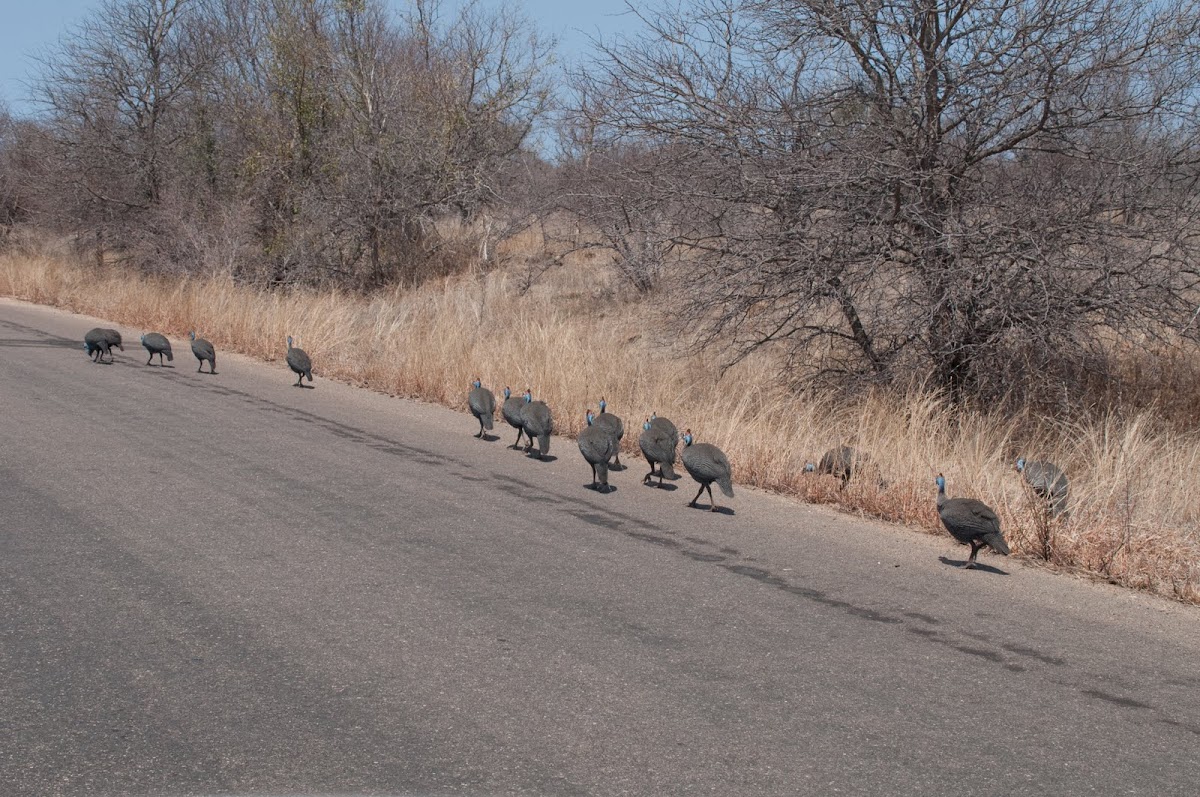 Parade on the H1-5