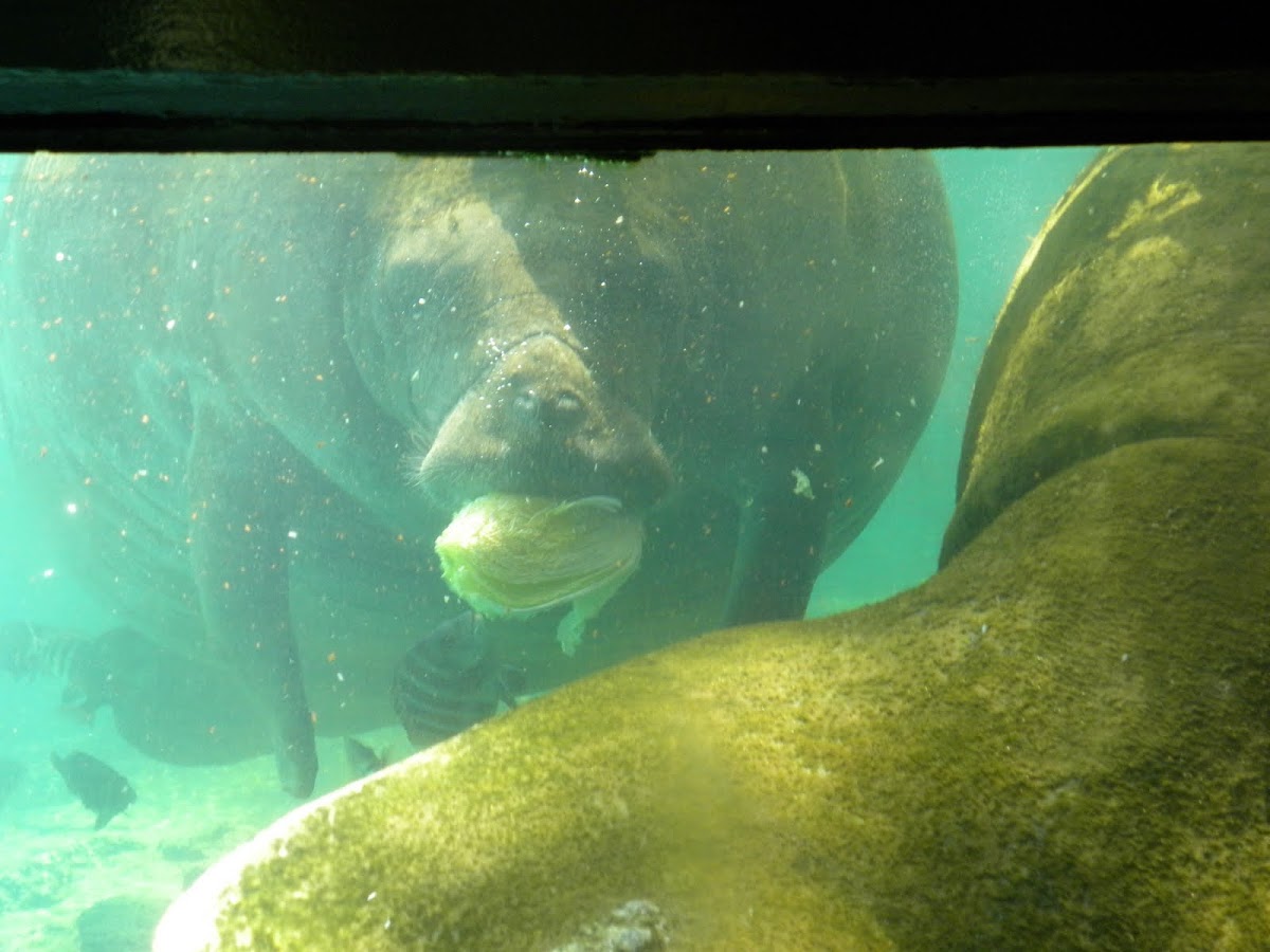 West Indian Manatee