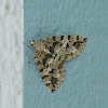 Geometrid Moth (Rare)