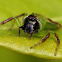 Northern Green Jumping Spider ( Male )