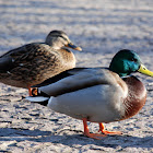 Mallard duck