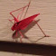 Red Katydid