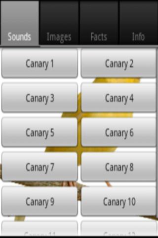 Canary Sounds and Info