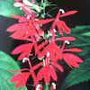 Cardinal Flower; Scarlet Lobelia