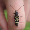 Yellow and Black Sun Beetle