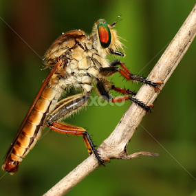 Robber Fly by Richard Liong - Animals Other