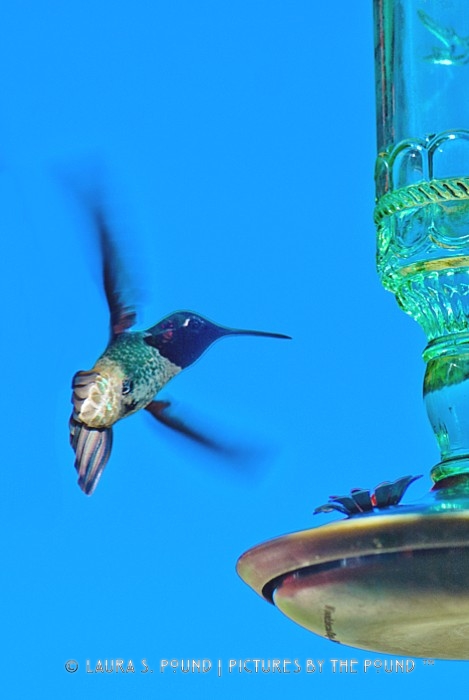 Anna's hummingbird, male