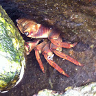 Chilean Crab