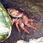 Chilean Crab