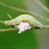 Parasitic wasp cocoons guarded by host caterpillar