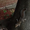 Eastern Gray Squirrel