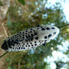 Wood Leopard Moth / Granotoč ♀