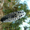 Wood Leopard Moth / Granotoč ♀