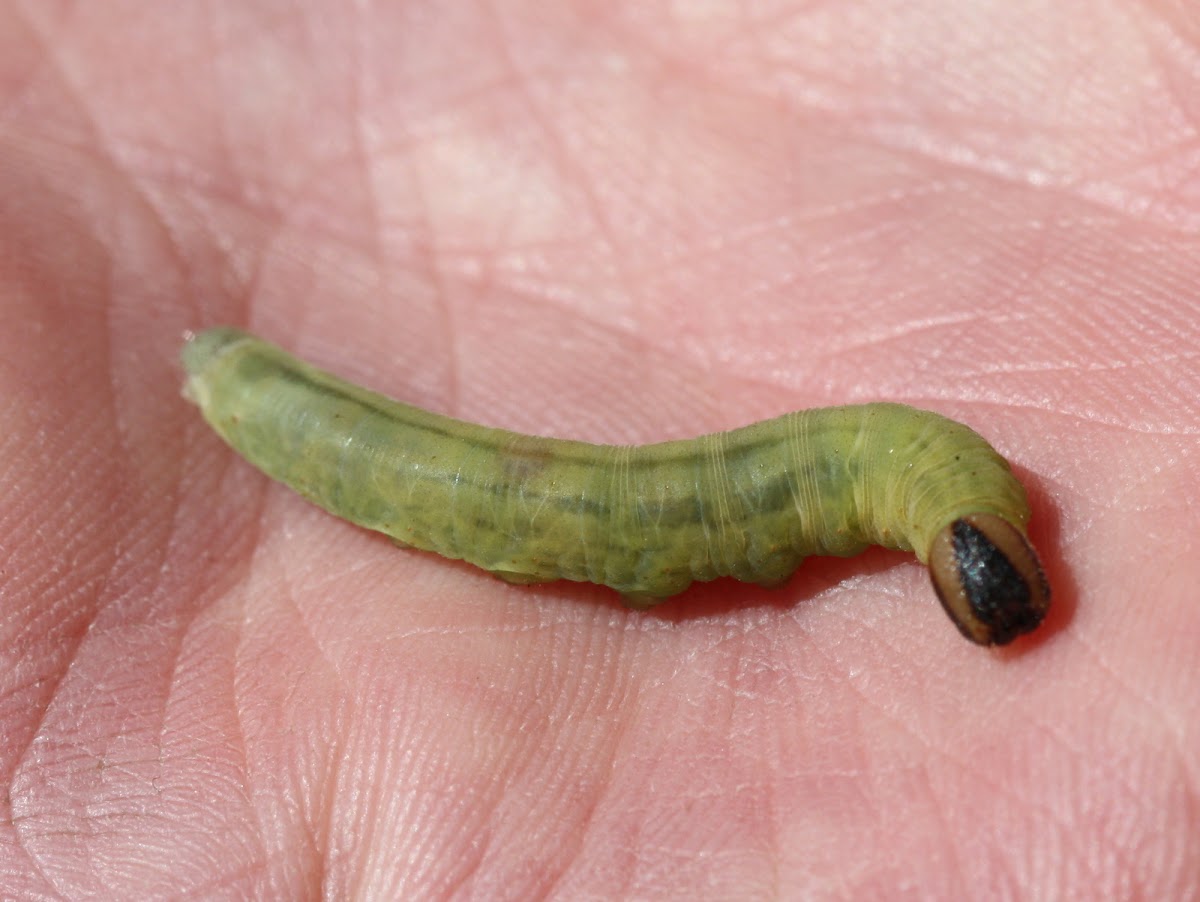 Skipper larva (Hesperidae)