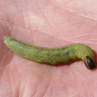 Skipper larva (Hesperidae)