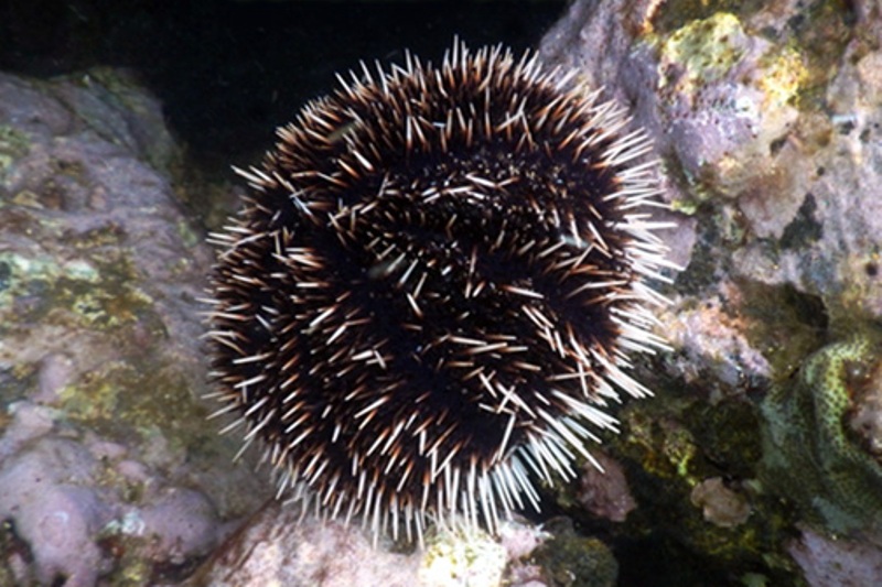 Collector Urchin