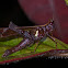 Erianthus Monkey Grasshopper