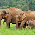 Indian Elephant