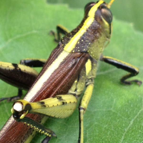 Obscure Bird Grasshopper | Project Noah
