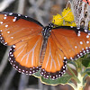 Queen Butterfly (female)