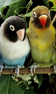 How to get Birds Live Wallpaper 1.0 apk for laptop