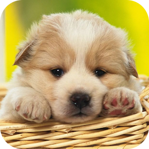 Cutest Pets.apk 1.0