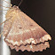 Brown Evening Moth