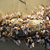 Goose barnacle