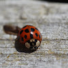 Asian Ladybeetle