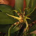 orchidée araignée