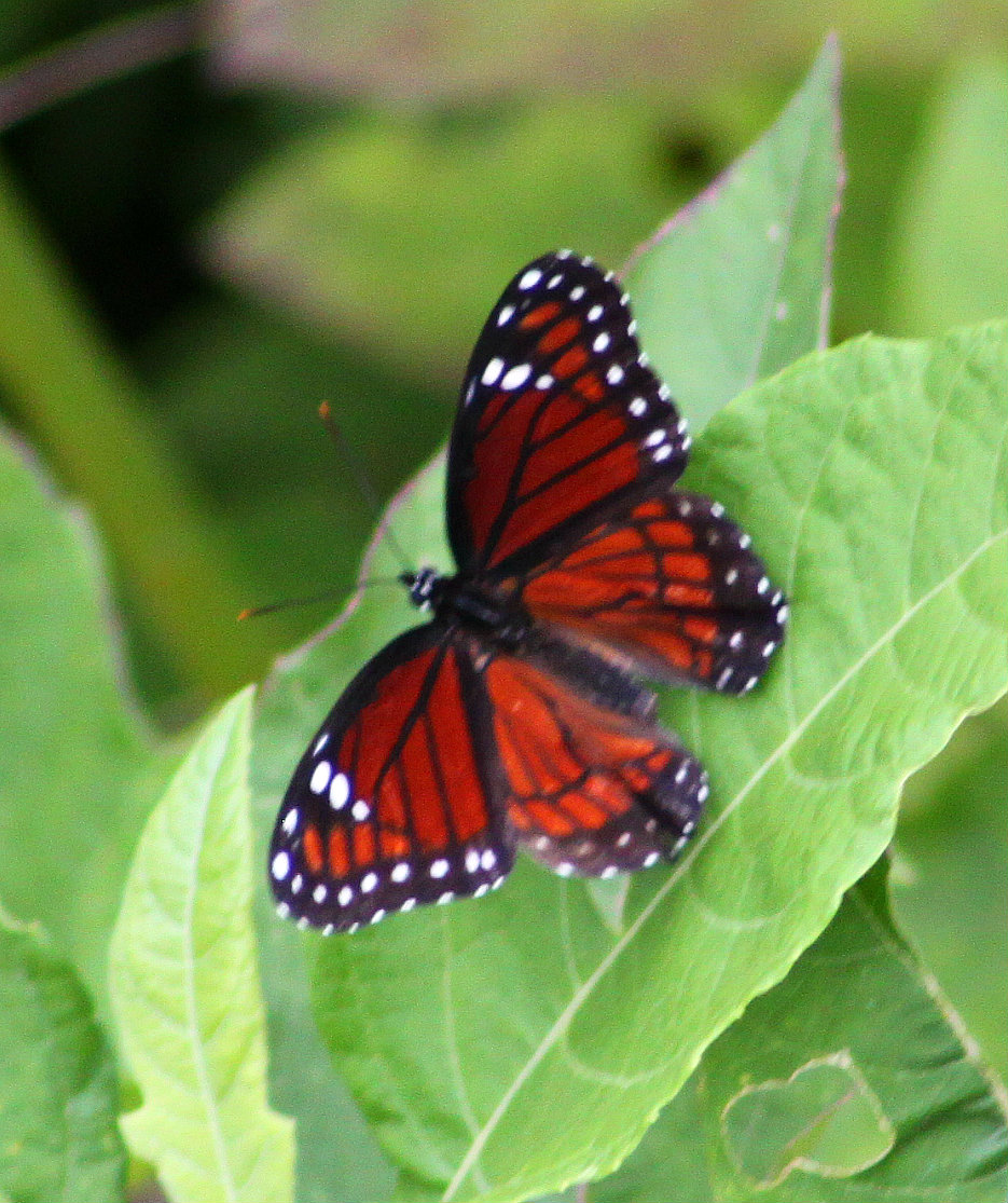 Florida Viceroy Butterfly