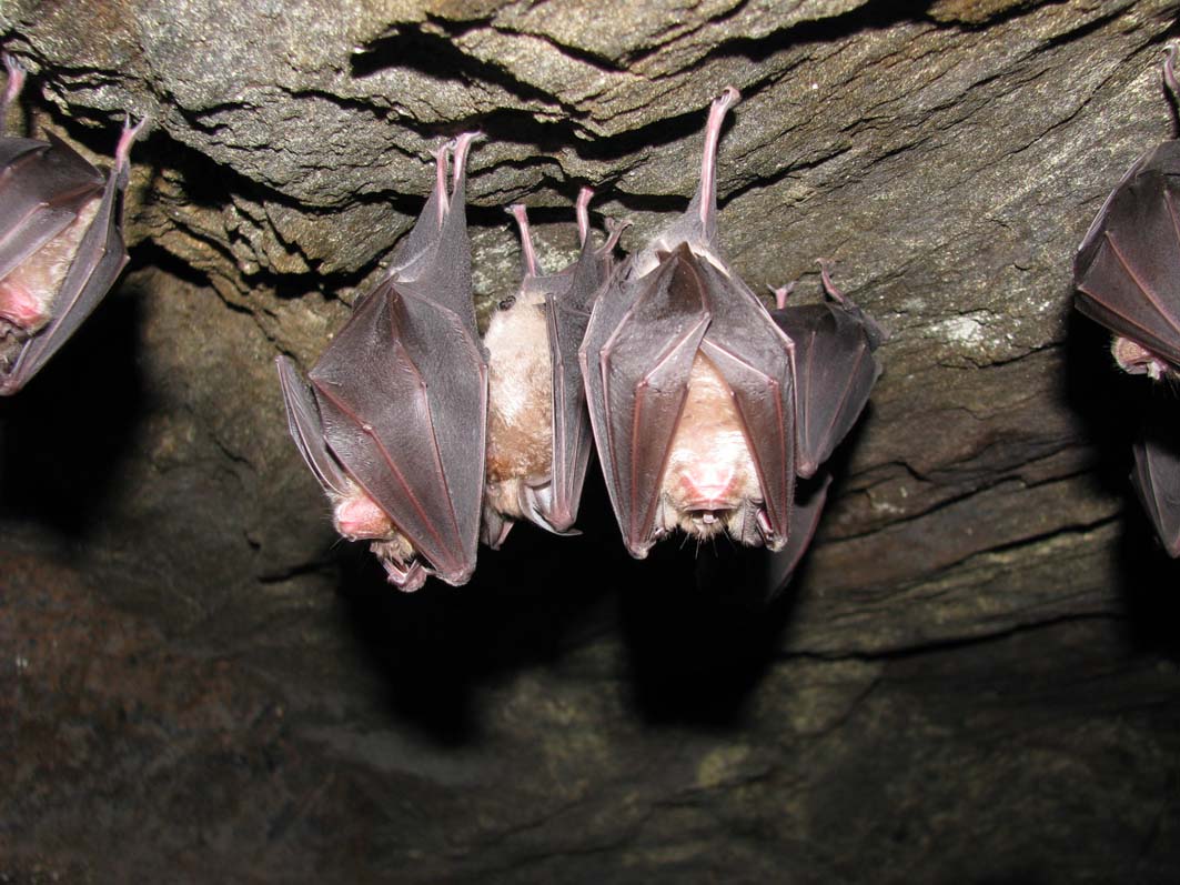 Greater Horseshoe Bat
