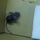Unknown Mouse