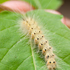 Fall Webworm