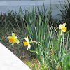 Daffodile(Narciso)