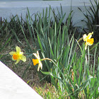 Daffodile(Narciso)