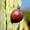 Peruvian Apple Cactus