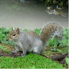 Ardilla. Grey squirrel