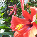 Hibiscus