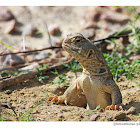 spiny tail lizard