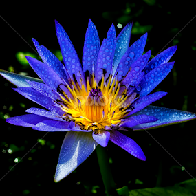 by Kokien Photography - Flowers Single Flower