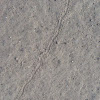 Lizard tracks