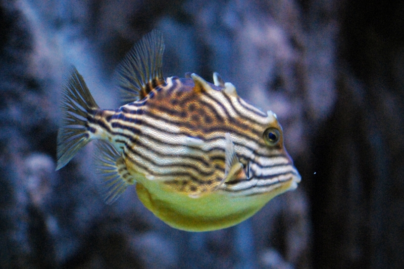 Ornate cowfish (female)