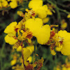 Oncidium orchid