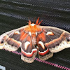 Cecropia Moth 
