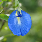 Butterfly Pea / சங்கு கன்னிக்கொடி (Sangu Kannikkodi)