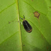 Unidentified Larva