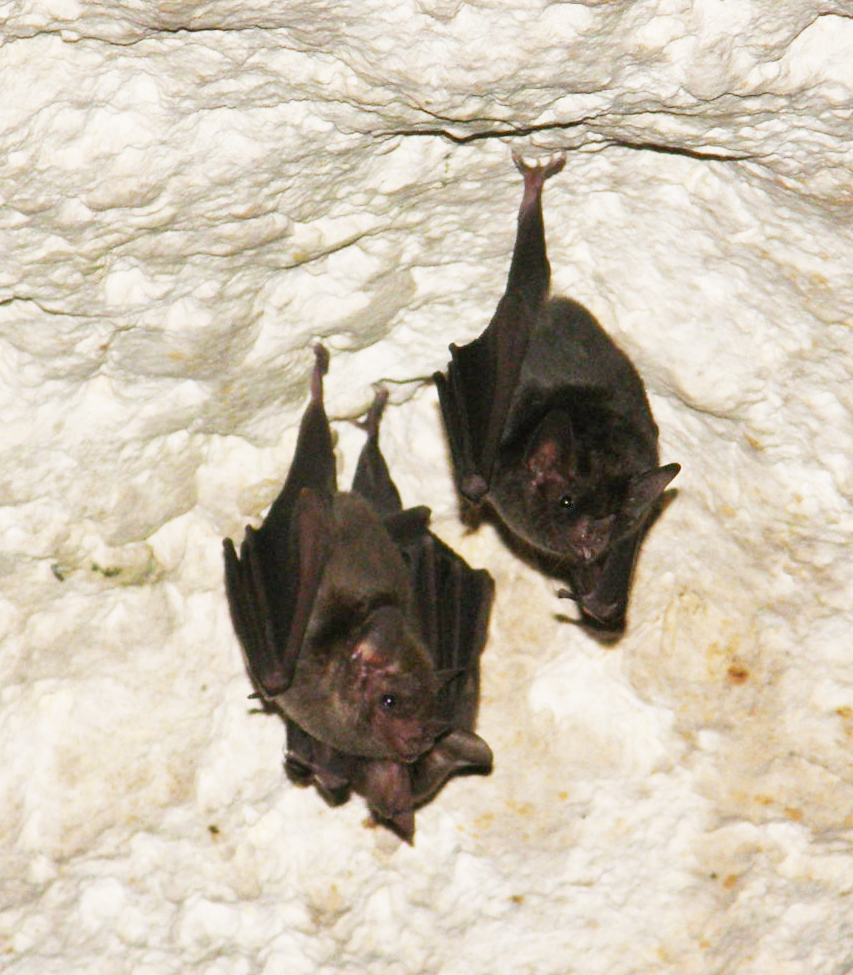 Common Long-tongued Bat