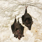 Common Long-tongued Bat