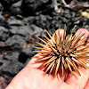 Rock-boring urchin